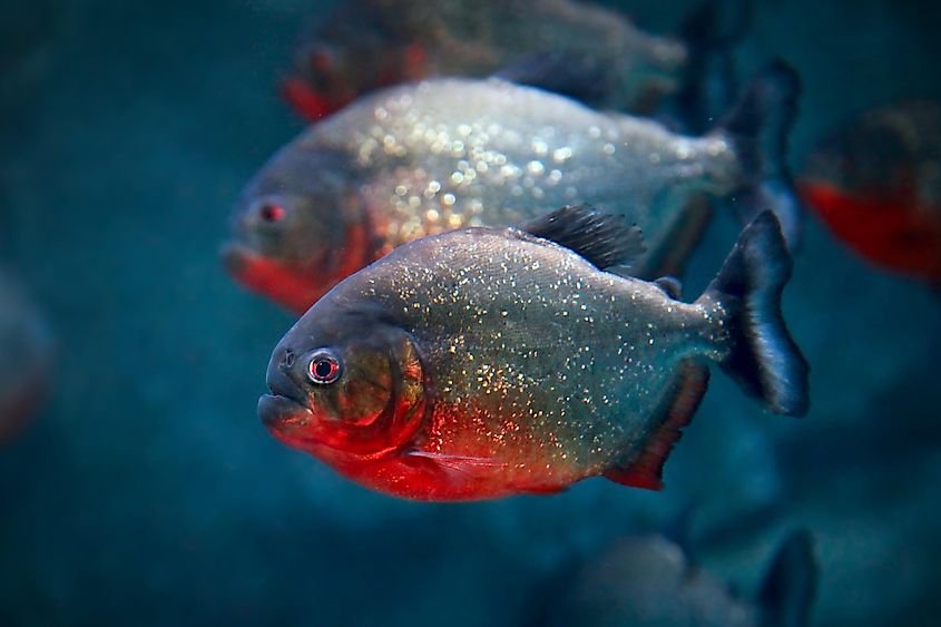 Red-bellied piranhas. Image credit: Tatiana Belova/Shutterstock