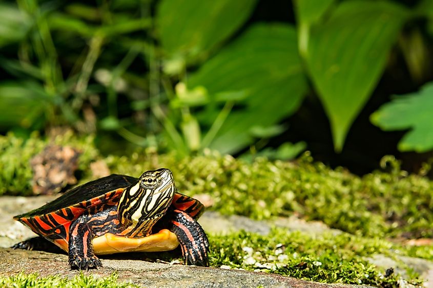 A brightly-colored, beautifully-patterned turtle in front of a bunch of bright green foliage