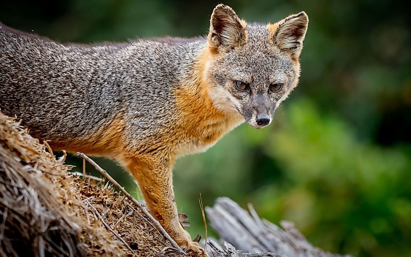 An island fox (Urocyon littoralis) poses on Santa Cruz Island in the Channel Islands National Park off the coast of Southern California