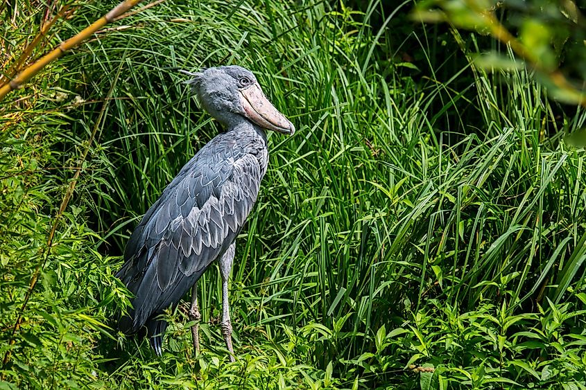 A shoebill stork is one of the bird species found in Lake Bangweulu.