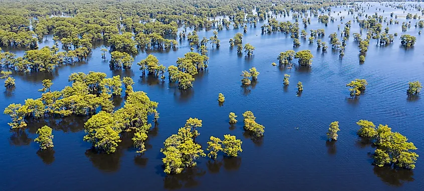 Aerial view of the Atchafalaya River and swamp in Louisiana