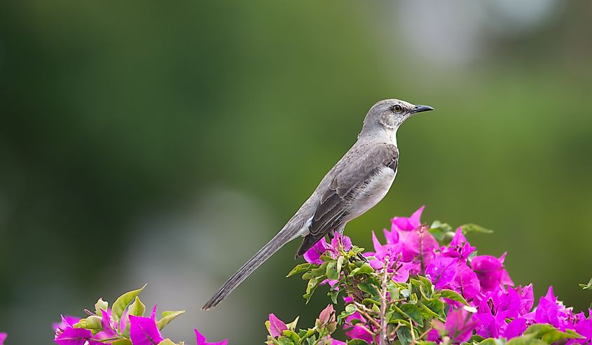 Northern Mockingbird, state bird of Arkansas, Florida, Mississippi, Tennessee and Texas, member of the Mimidae family.