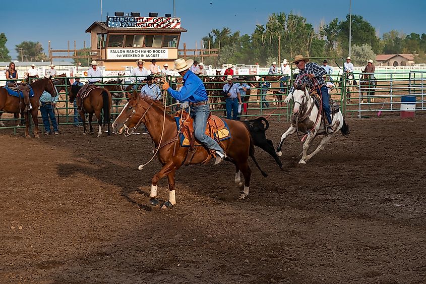 Fallon, Nevada: Cowboys on horseback roping a calf at a rodeo in the Churchill County Fairgrounds.