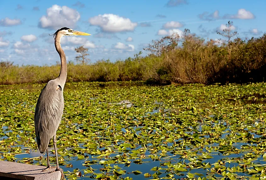 A heron among water lilies in Everglades National Park, Florida.