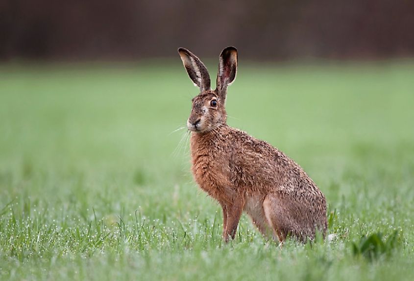 A brown hare.