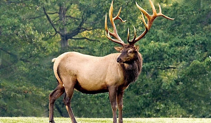 Elk in a state forest