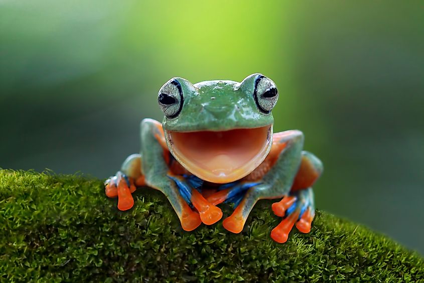A smiling green frog perched on a branch
