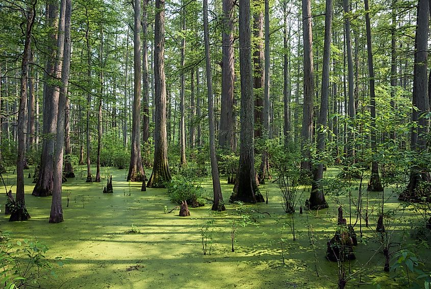 Bald cypress with breathing roots at Heron Pond, Cache River State Natural Area, Illinois