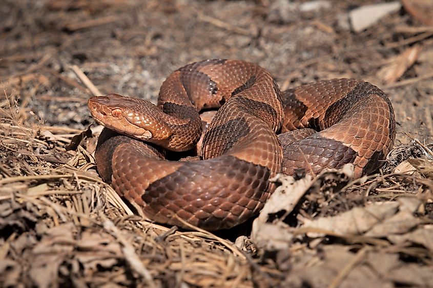 A beautiful copperhead snake.