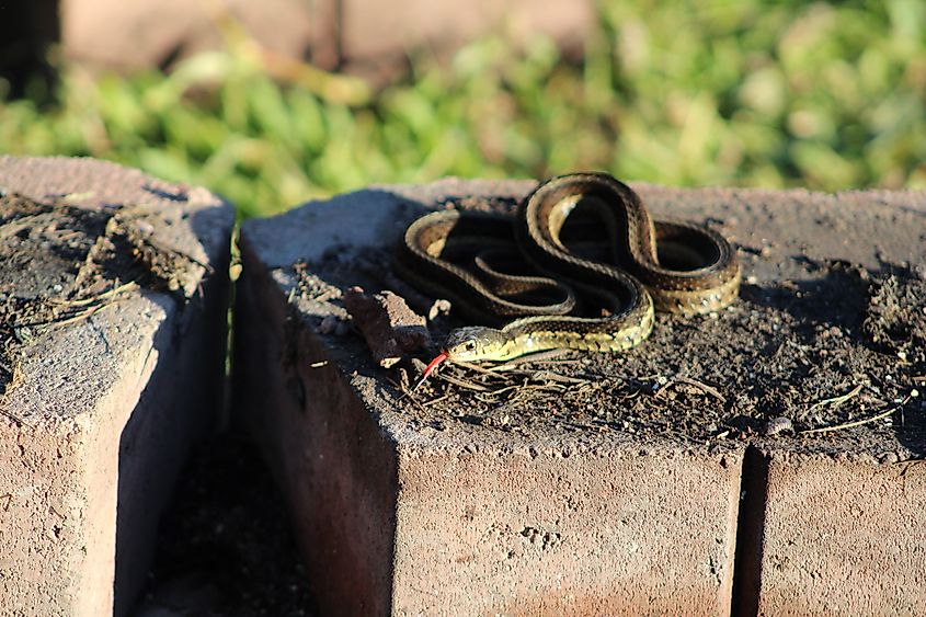 Common Garter Snake (Thamnophis sirtalis).