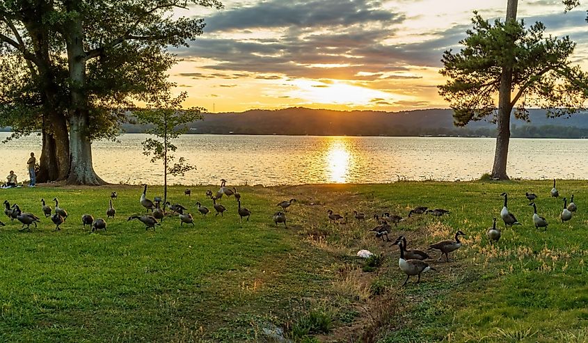 Gaggle of Geese in a Park on Lake Guntersville at sunset, Guntersville, Alabama.