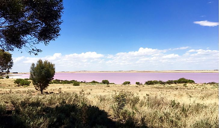 The pink water of Lake Bumbunga in South Australia.