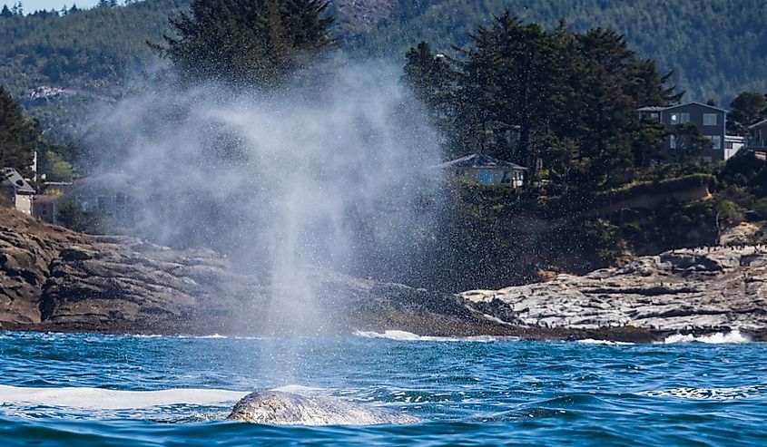 Gray Whale Spouting in the Sunlight off the Oregon Coast