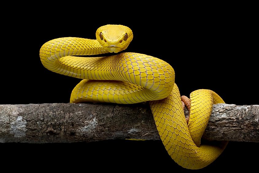 A Yellow pit-viper is wrapped around a tree branch, staring intently at the camera