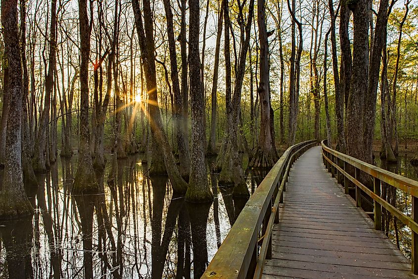 Sunrise in Mississippi, Cypress Swamp.