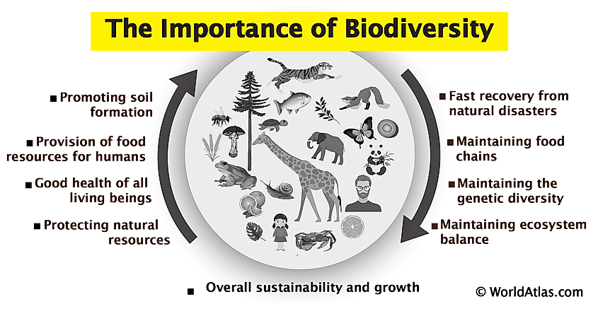 Importance of Biodiversity infographic