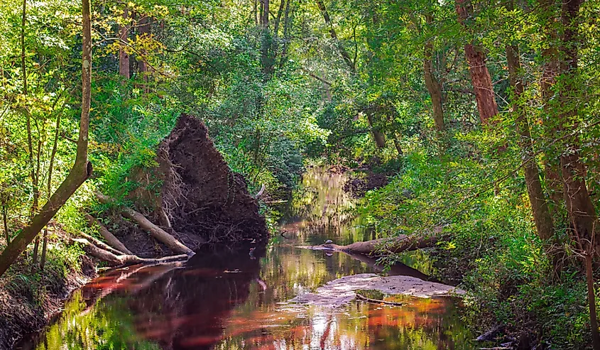 A creek in the Great Swamp Sanctuary within the ACE Basin, South Carolina
