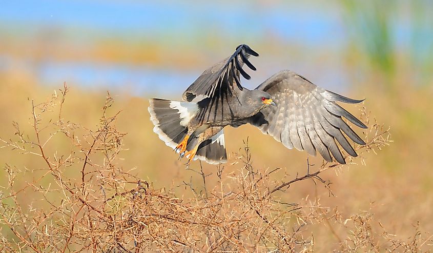Snail Kite flying in the Florida Everglades