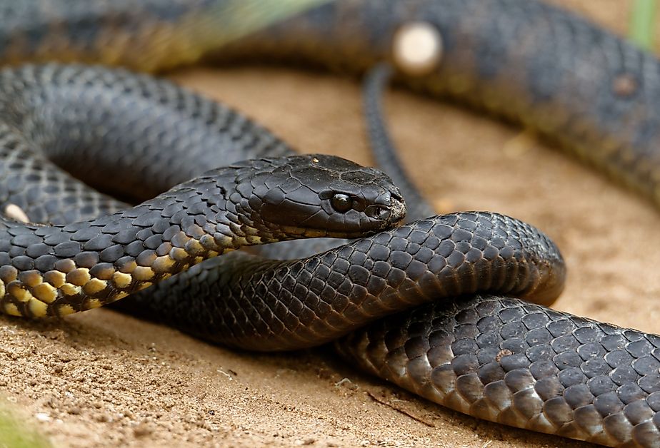 Tiger snakes (Notechis scutatus) are a venomous snake species found in the southern regions of Australia, including its coastal islands, such as Tasmania.