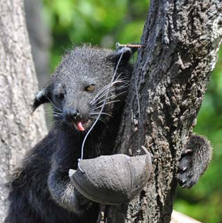 Australian Tree Animals