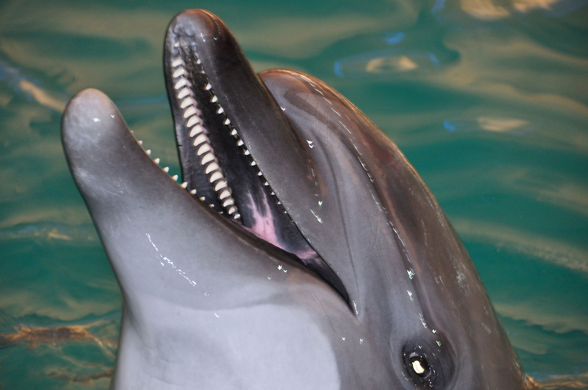 bottlenose-dolphin-facts-animals-of-north-america-worldatlas