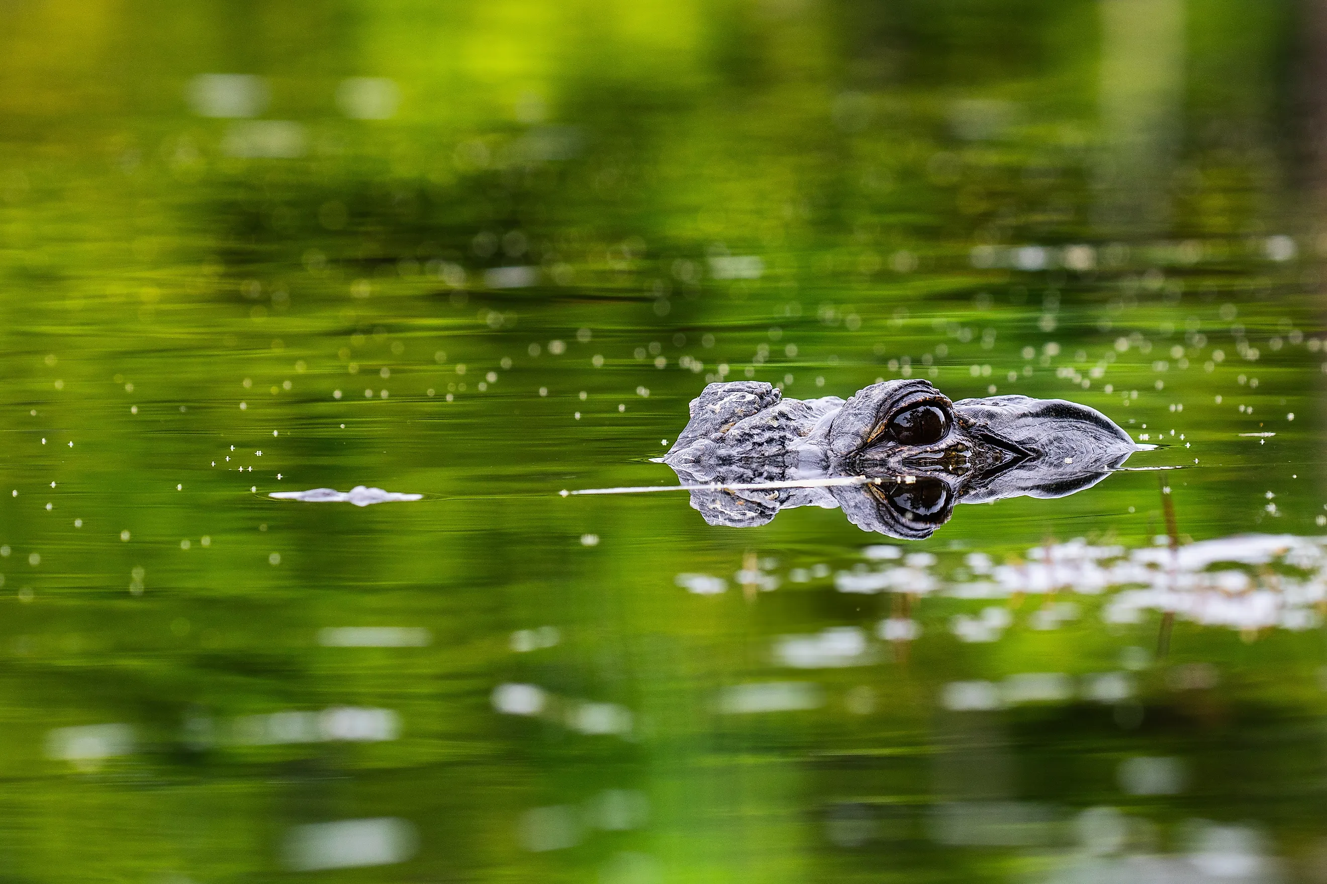 American alligators are abundant in Alabama.