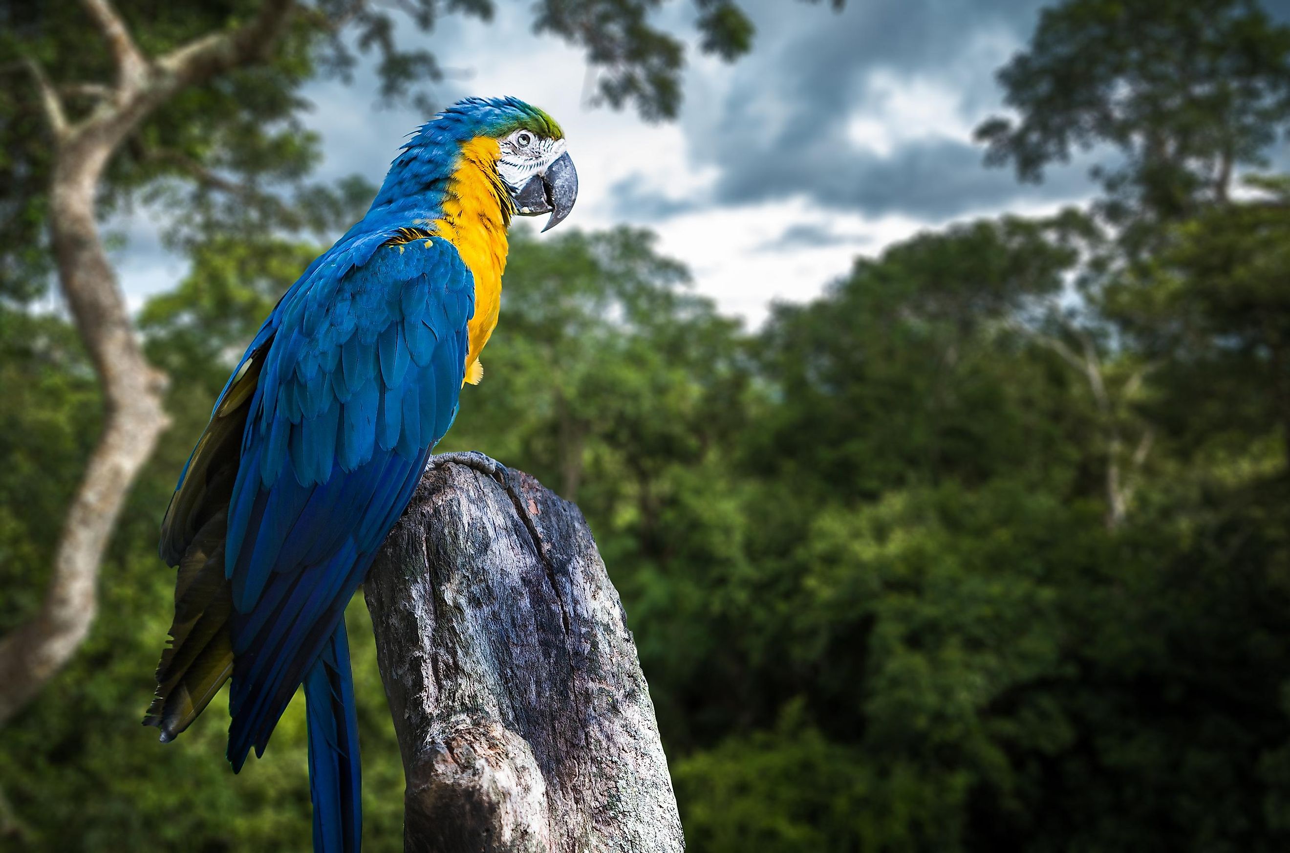 What Animals Live In The Amazon Rainforest WorldAtlas