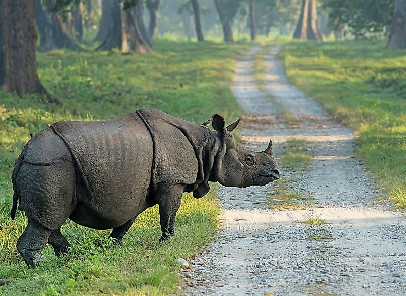 What Animals Live In Asia? - WorldAtlas.com