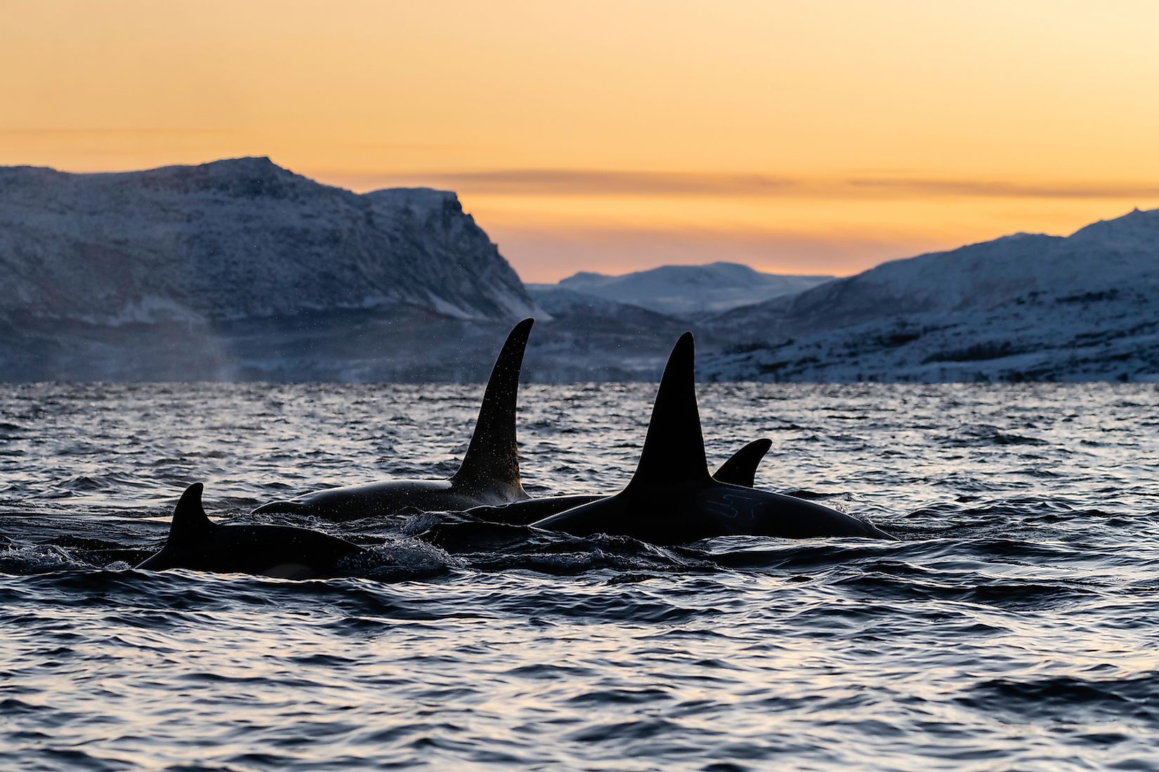 Astounding Facts About Killer Whales You Would Love To Know Worldatlas