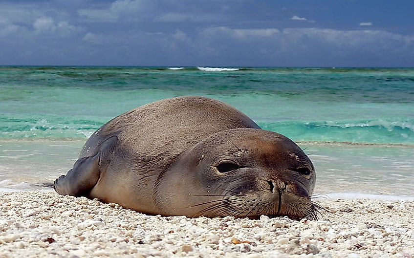 What Animals Live In Hawaii? - WorldAtlas.com