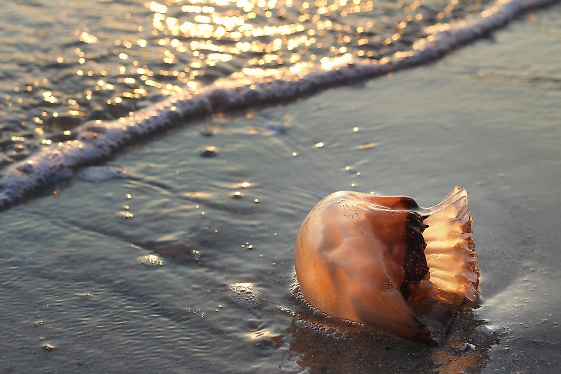 the-world-s-6-most-dangerous-jellyfish-worldatlas