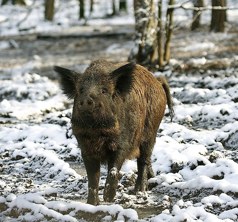 what-animals-live-in-europe-worldatlas