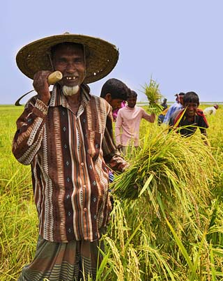 bangladeshi farmer