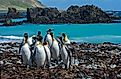 ​Macquarie Island