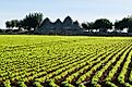 Organic farming is popular in Spain. 