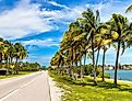 Palm trees and road in Miami Beach, Florida