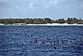 Black footed and Laysan albatross at Midway Atoll in the Papahanaumokuakea Marine National Monument, Hawaii.