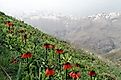 Crown Imperial flowers in Zagros Mountains, Iran.