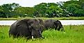 Elephants in Lake Malawi National Park.