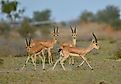 Indian gazelles or chinkaras in Rajasthan, India.