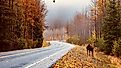 View of a road during autumn in Kenai Fjords National Park in Alaska.