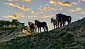 Wild mustangs in Theodore Roosevelt National Park near Belfield, North Dakota