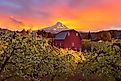 A stunning sunset bathes Mount Hood and a red barn in warm, golden light in Hood River, Oregon