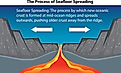 Illustration showing the process of seafloor spreading.