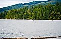 Picturesque mountain clear water deep Merwin Lake with evergreen coniferous forests on the mountains and the curvy shore