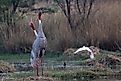 A pair of sarus cranes in the Sultanpur National Park. Image credit: Sanchi Aggarwal