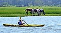 A kayaker and Chincoteague Ponies on Assateague Island in Virginia. Editorial credit: The Old Major / Shutterstock.com