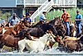 Chincoteague ponies beginning their swim back to their home on Assateague Island, Chincoteague Island, Virginia. Image credit The Old Major via Shutterstock