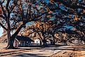 Scenic fall foliage in Oak Alley Plantation along the Great River Road in Louisiana.