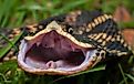 Eastern Hognose snake posing flattened out and gaping with mouth open and rear fangs exposed